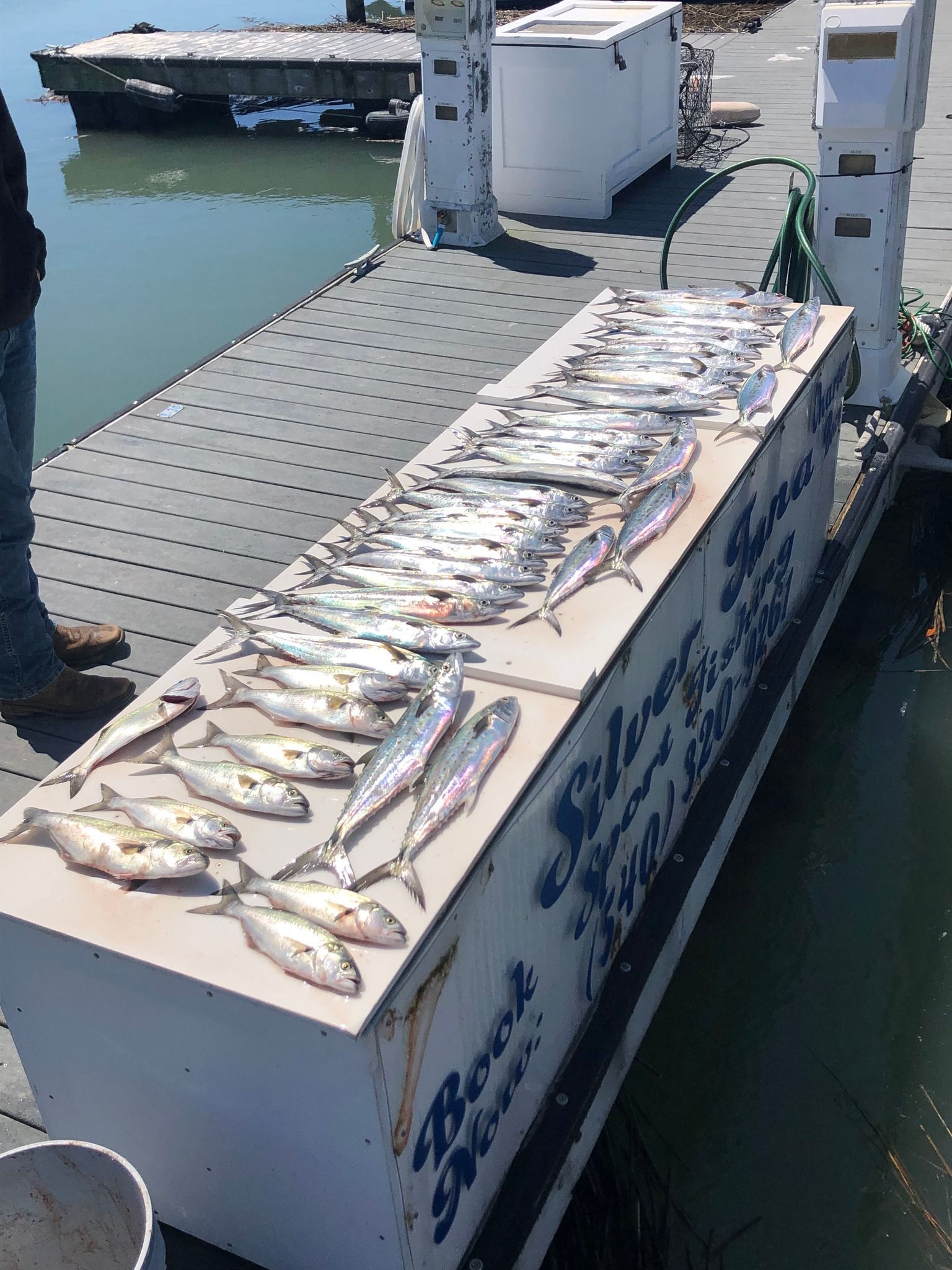 Freshly caught fish laid out on a counter at a pier with water in the background.