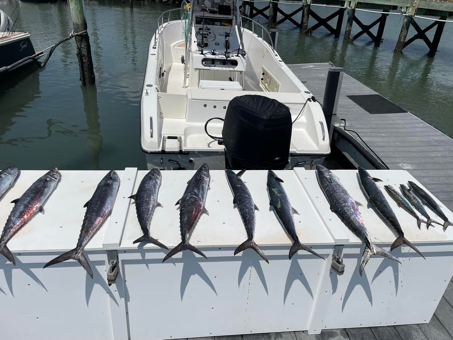 Fish laid out on a white surface next to a boat at a dock.