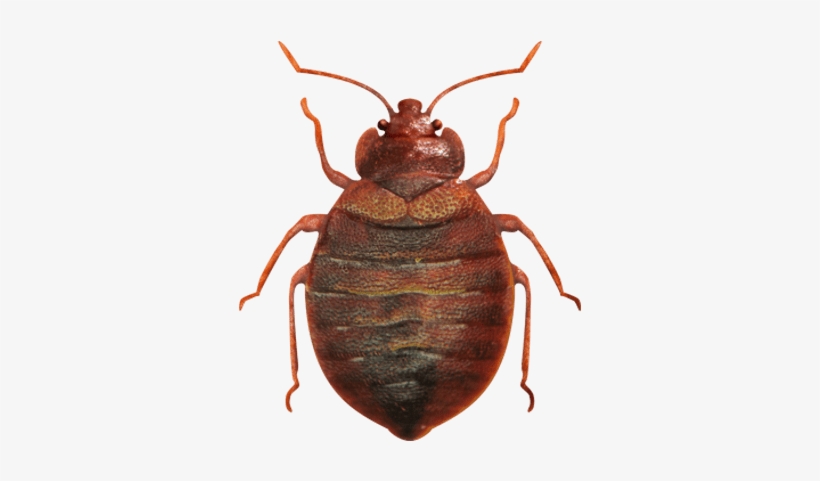 Outlook Pest Management bed bug services Bed bug