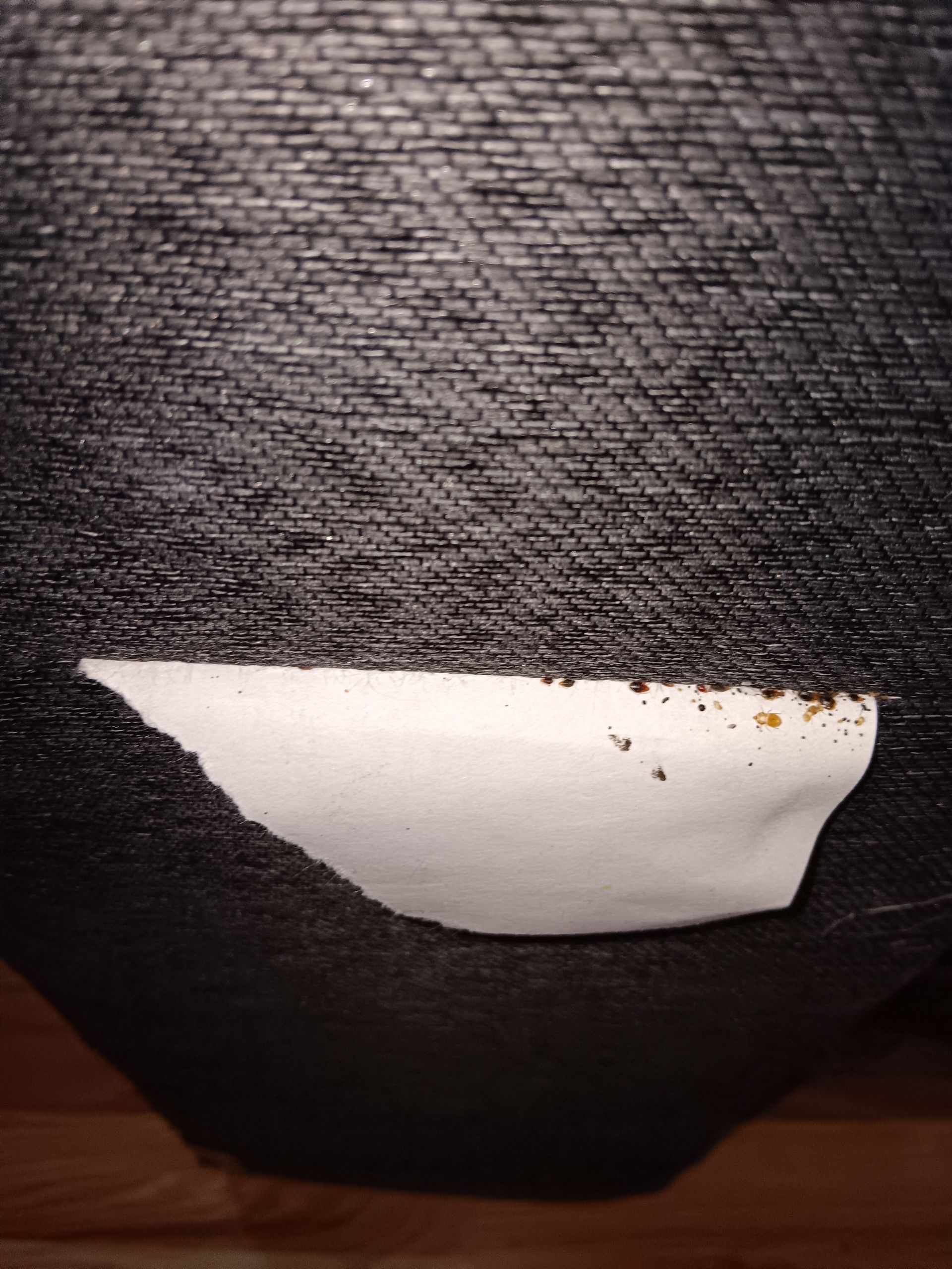 bed bugs, pest control near me, pest control services, exterminator