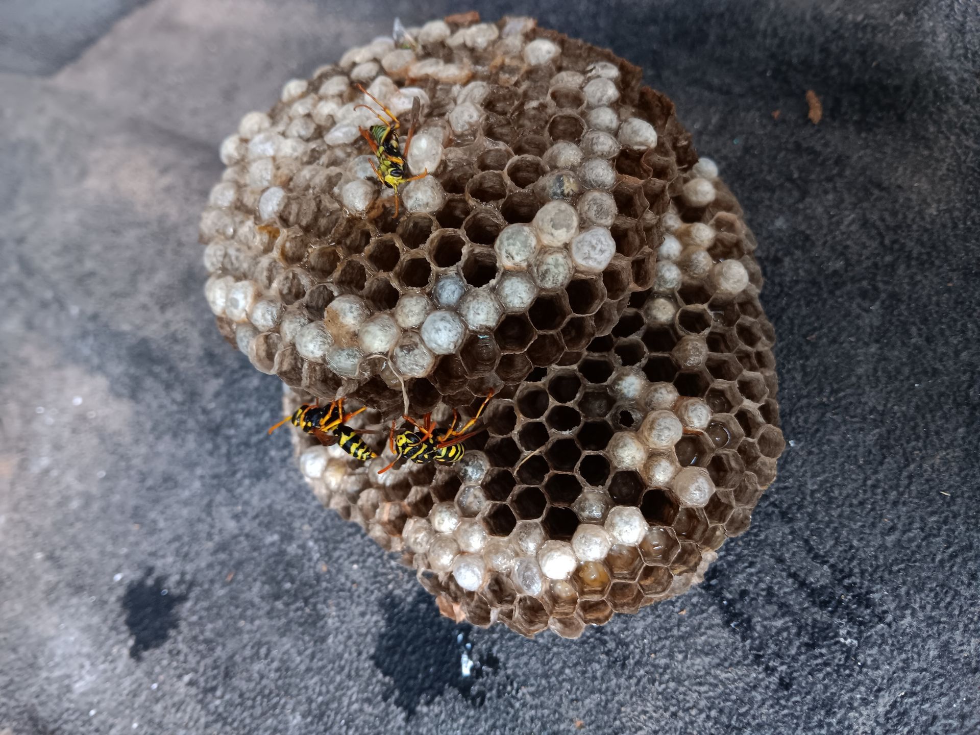 Wasp nest with wasp inside