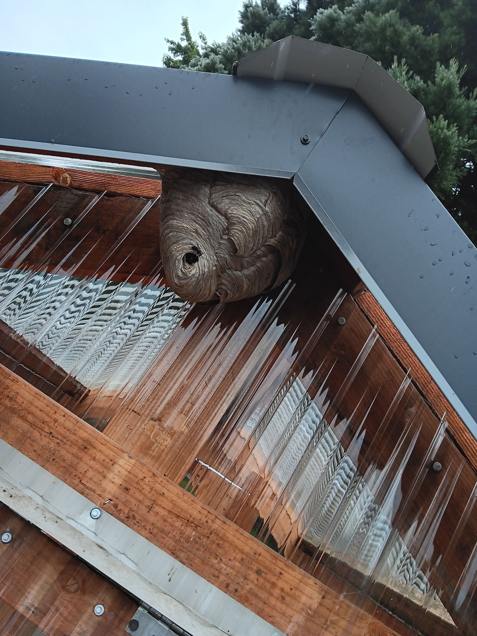 Wasp nest taken down from a home in SE Salem