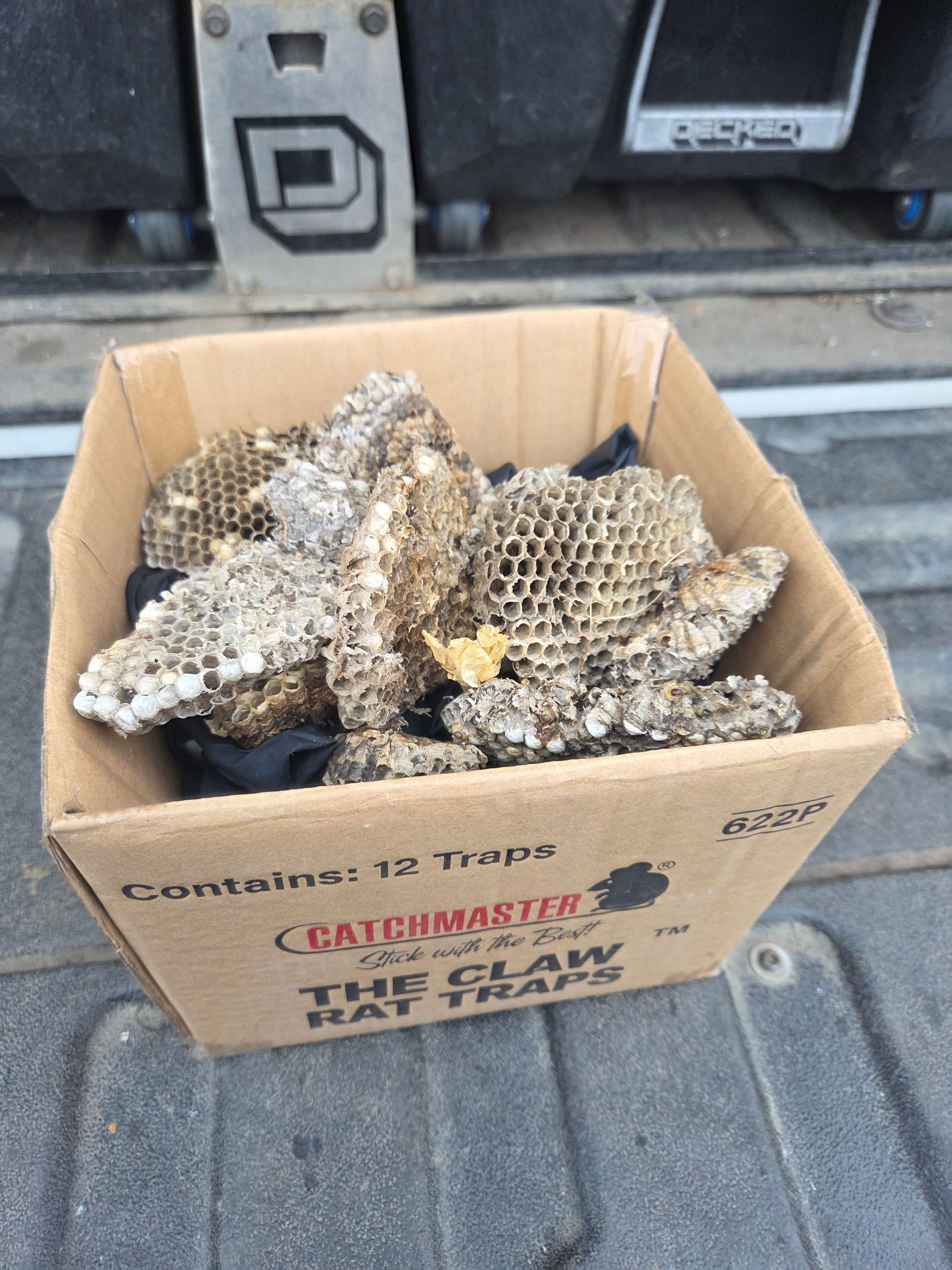 Wasps building a nest at a residential home under a window overhang.