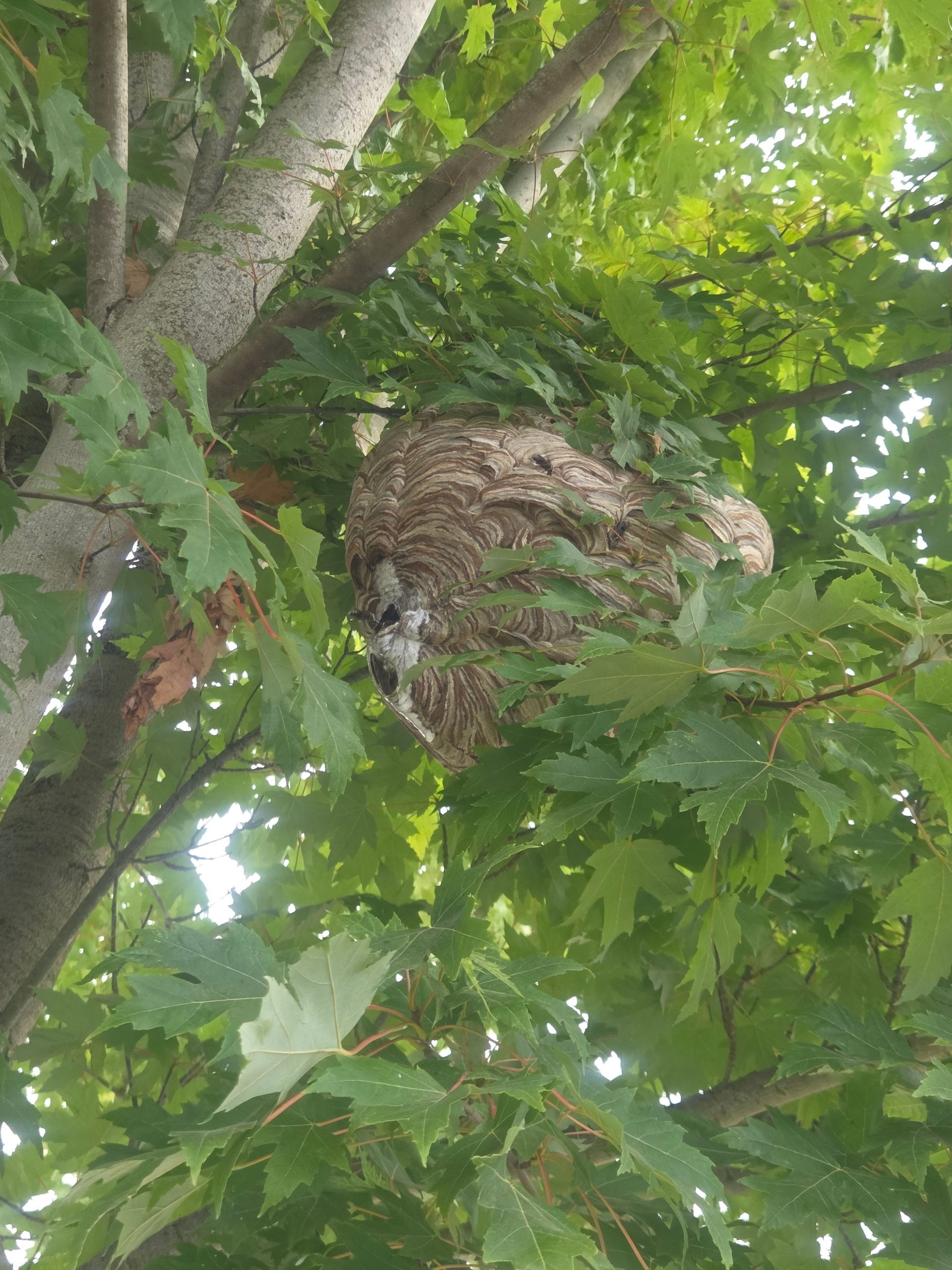 Bald face hornets nest in a tree