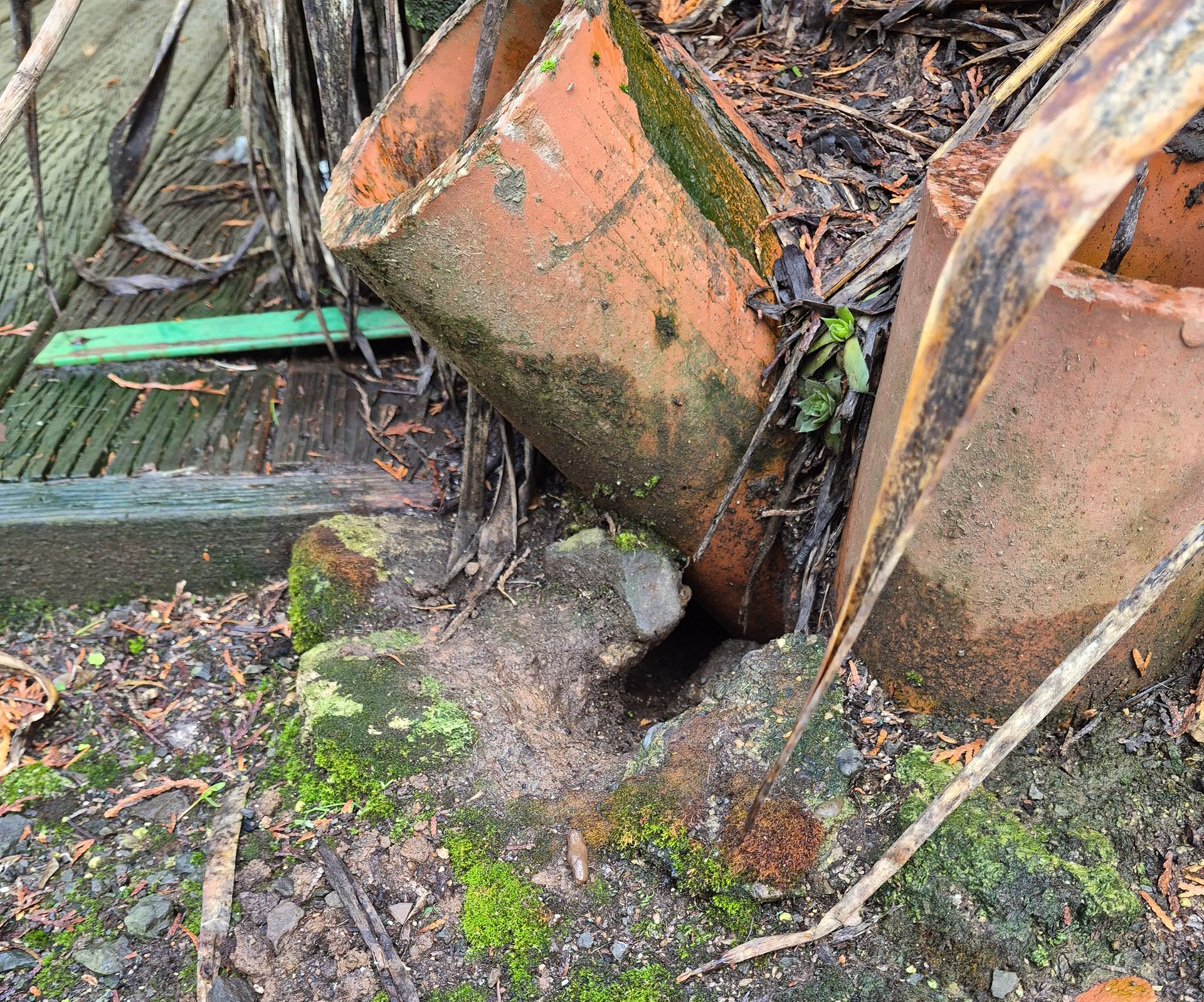 Rodent burrow under clay pots and tree root.