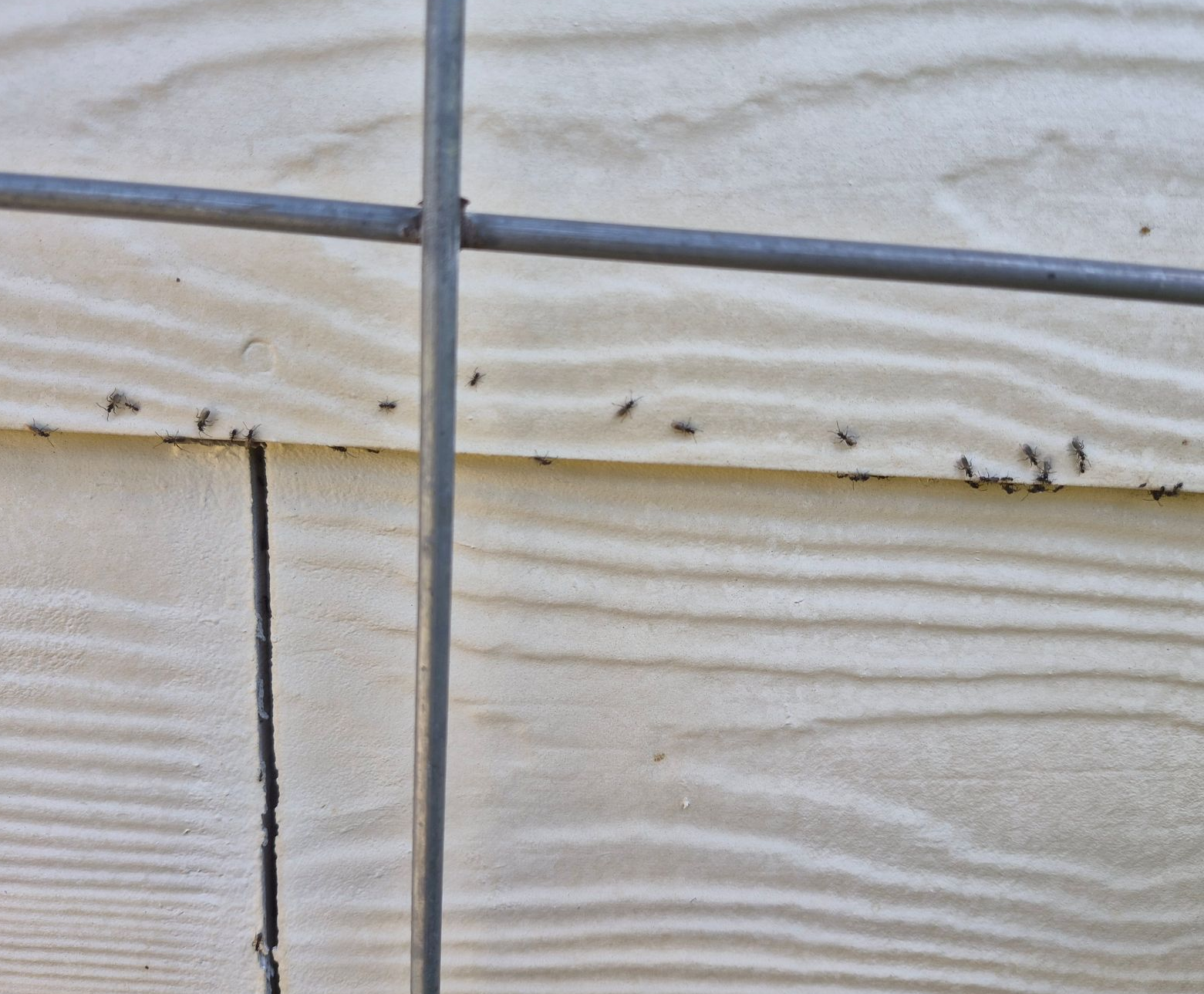 Ants on a  Canby, OR home going inot siding next to window