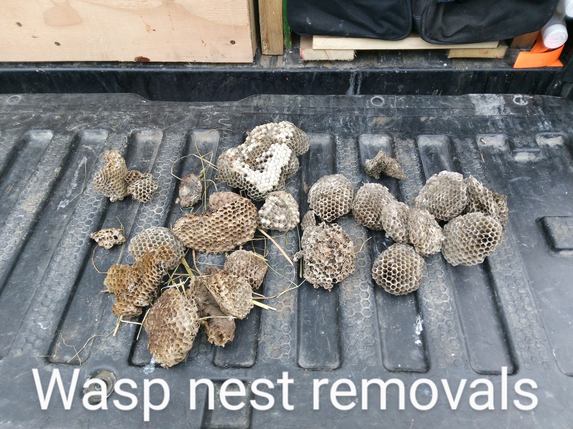 Wasps building a nest at a residential home under a window overhang.
