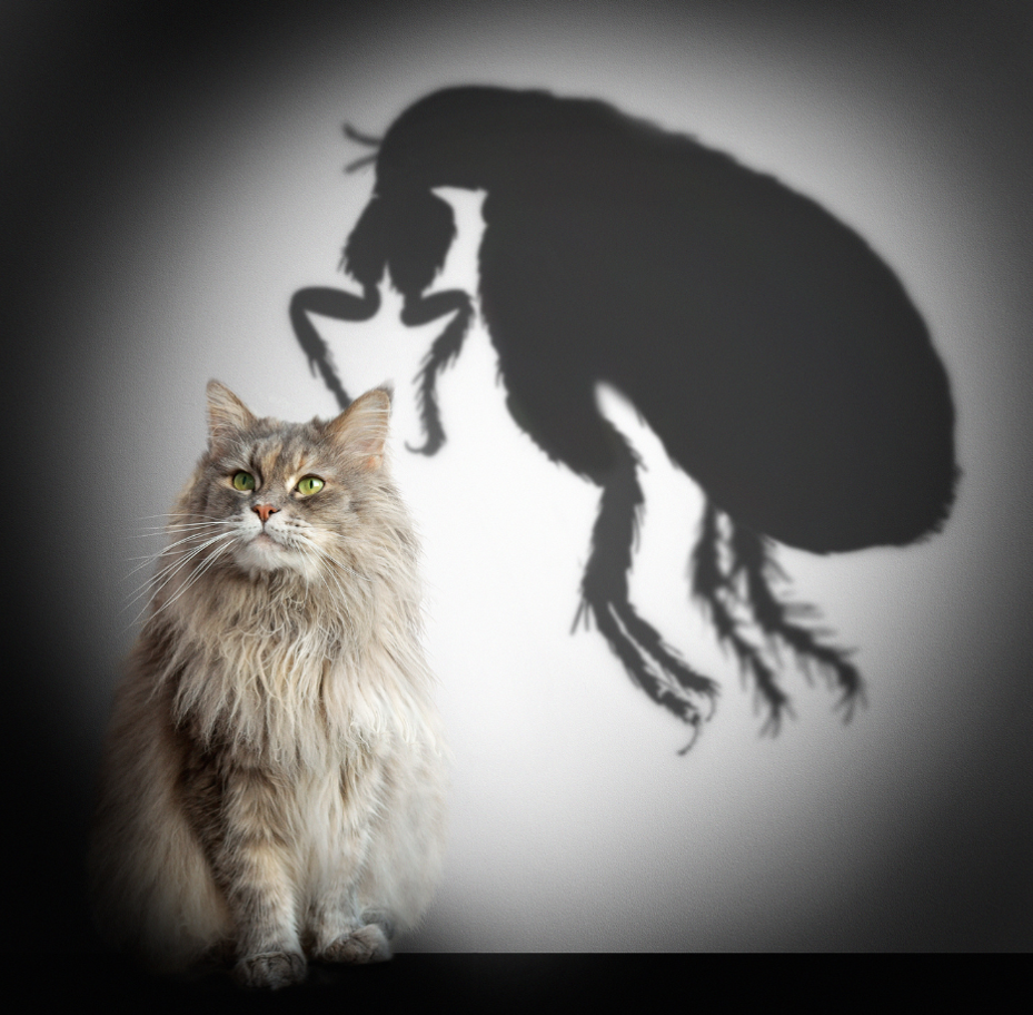 A cat with a flea shadow in the background.
