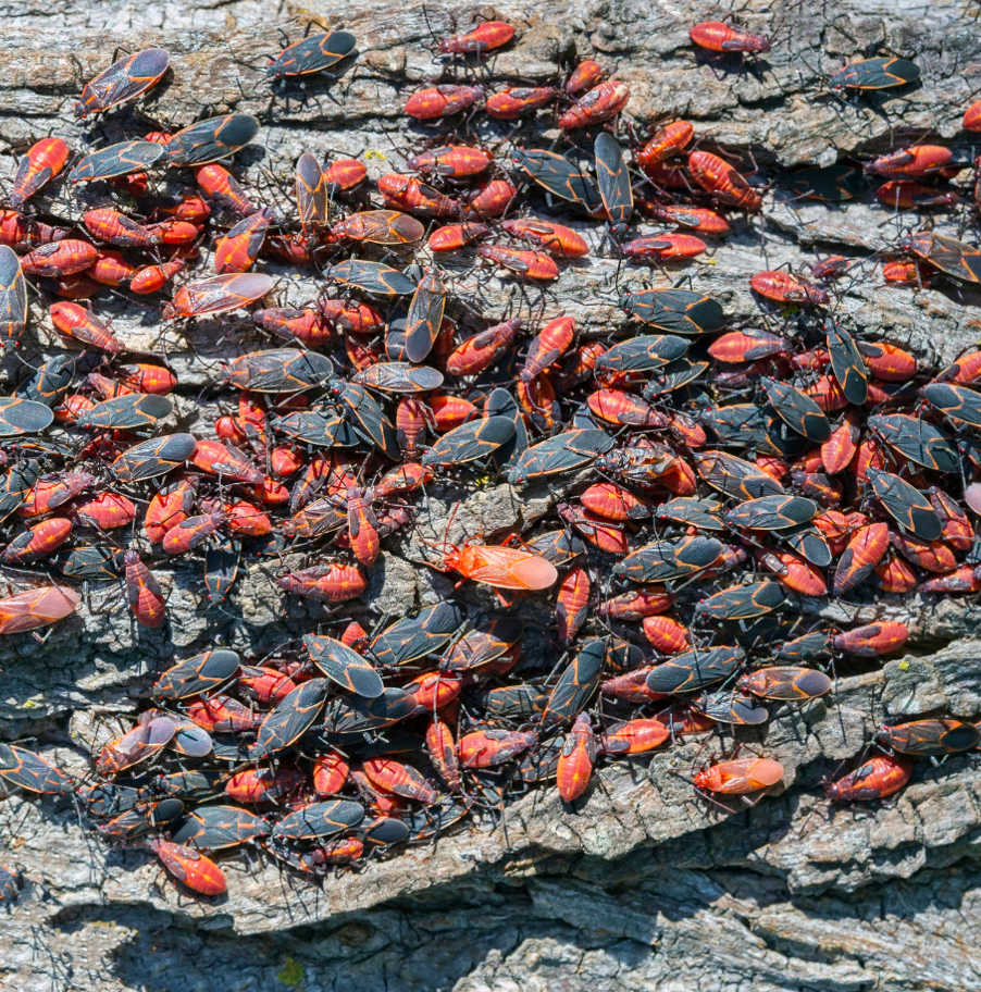 A large number of boxelder bugs infest a tree.