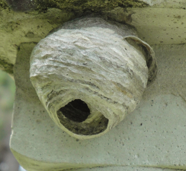 A wasp's nest hangs under a cement pillar.