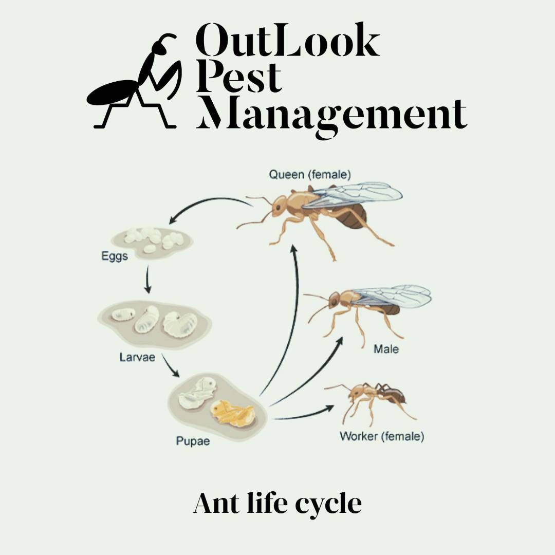 Ant life cycle