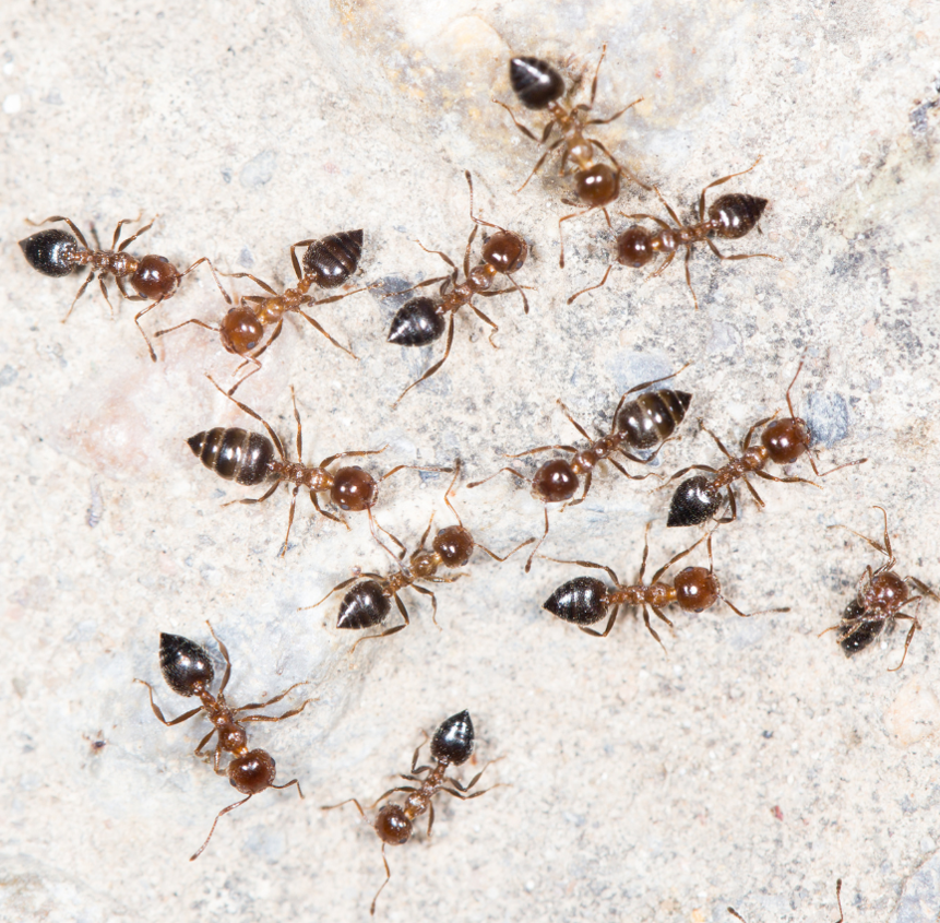 Close-up photo of ants on a wall.