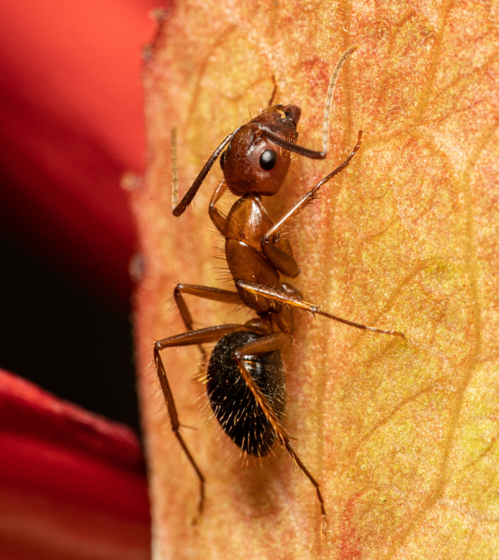 Carpenter ant on a brown leaf.