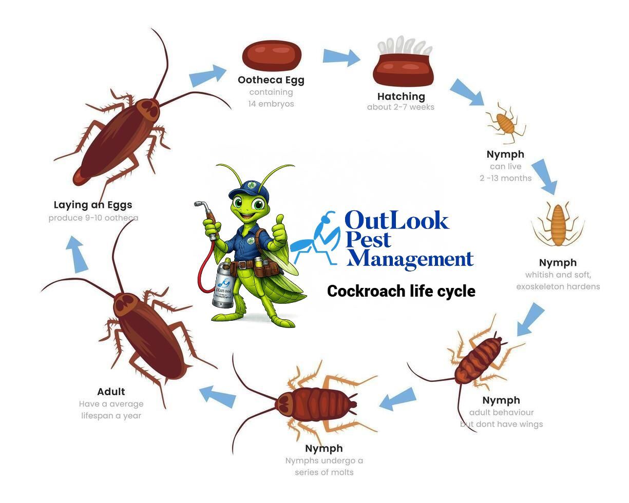 Cockroach life cycle Outlook Pest Management cockroach life cycle