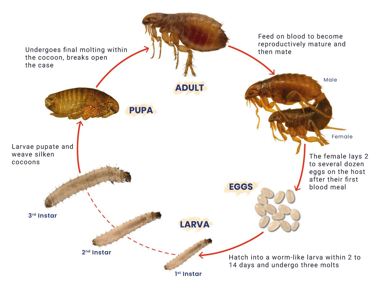 Flea  life cycle