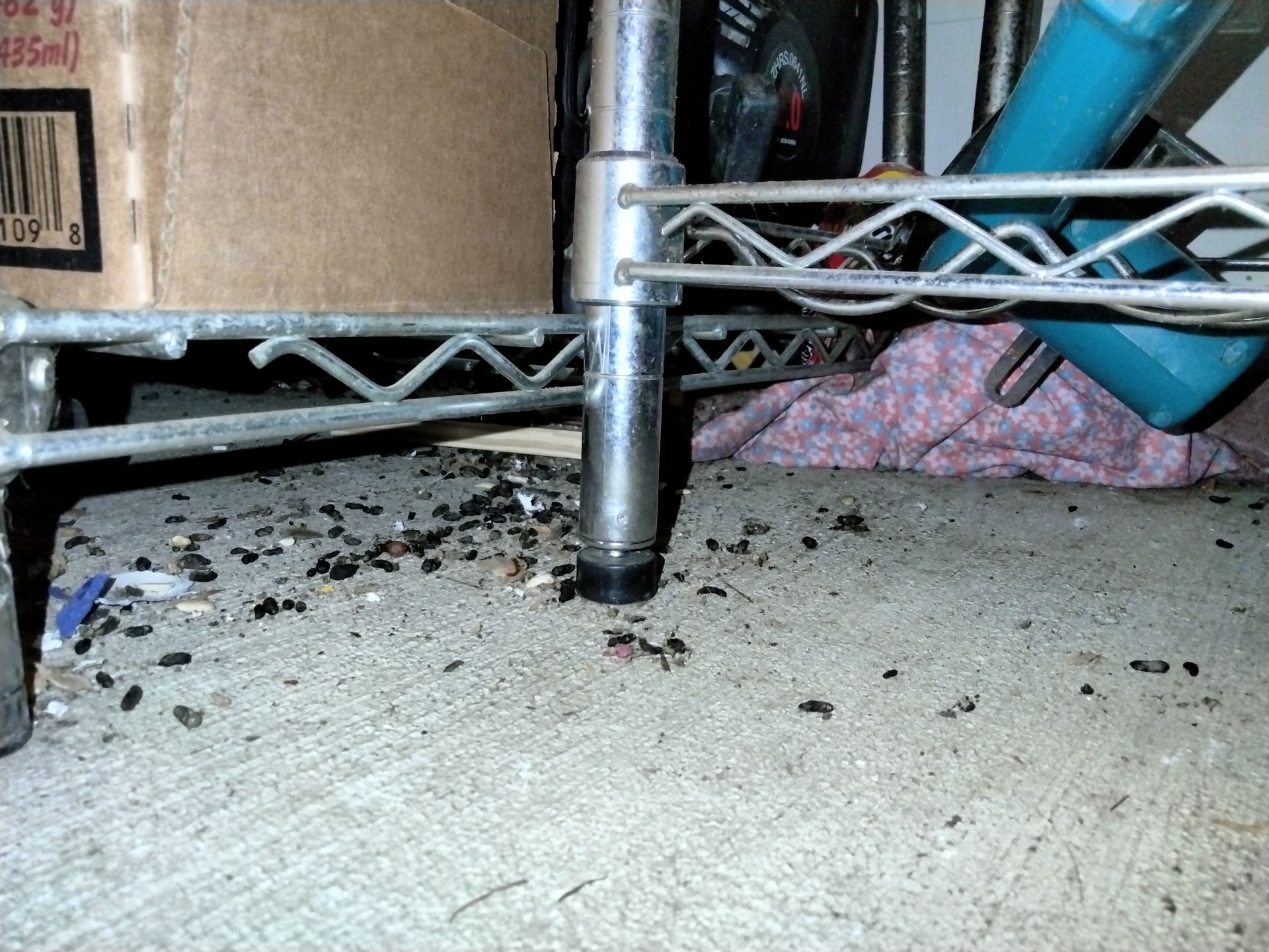 Rat elimination, rat removal, pest control services near me, pest control, rodent control