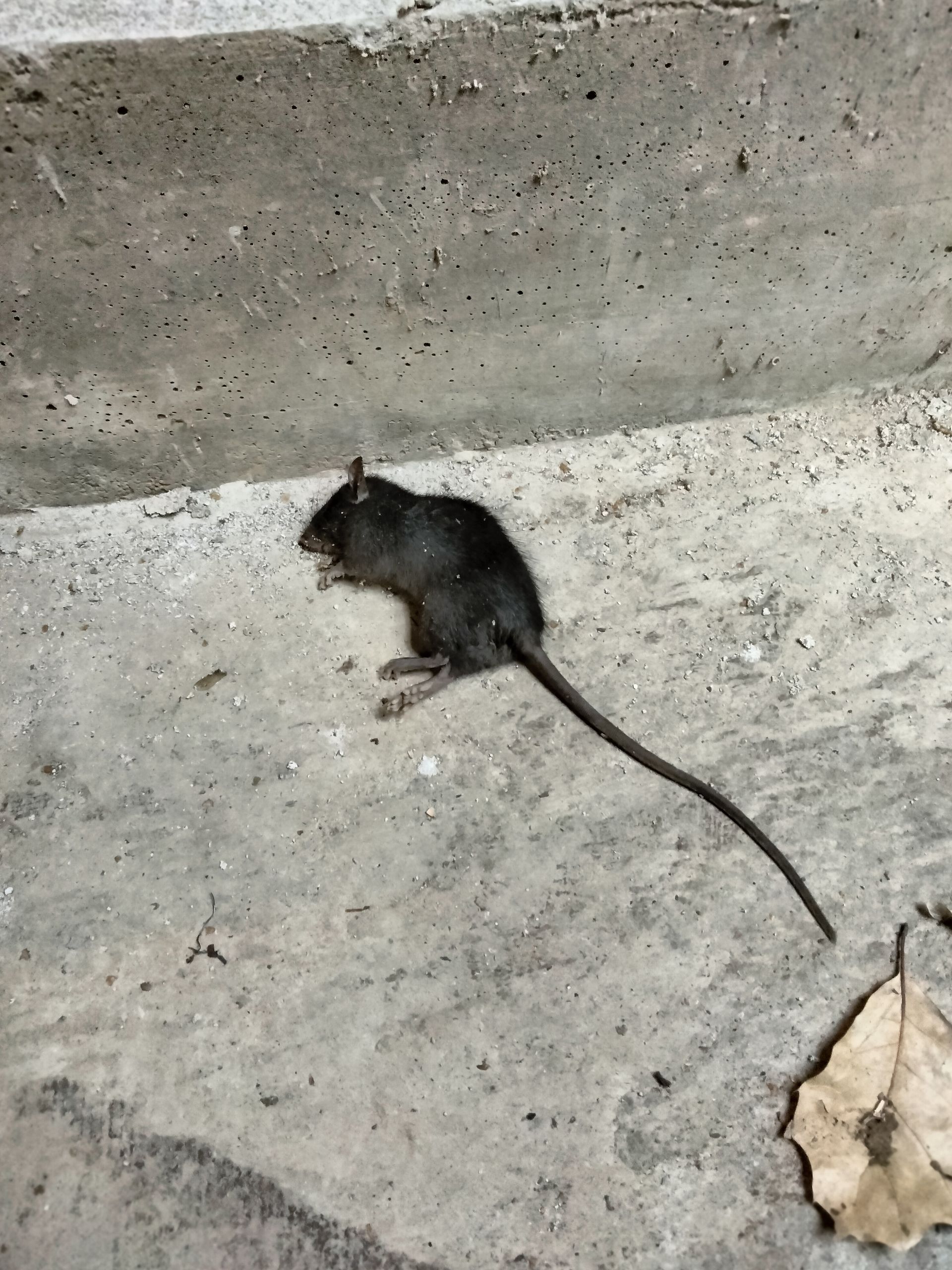 Rat elimination, rat removal, pest control services near me, pest control, rodent control