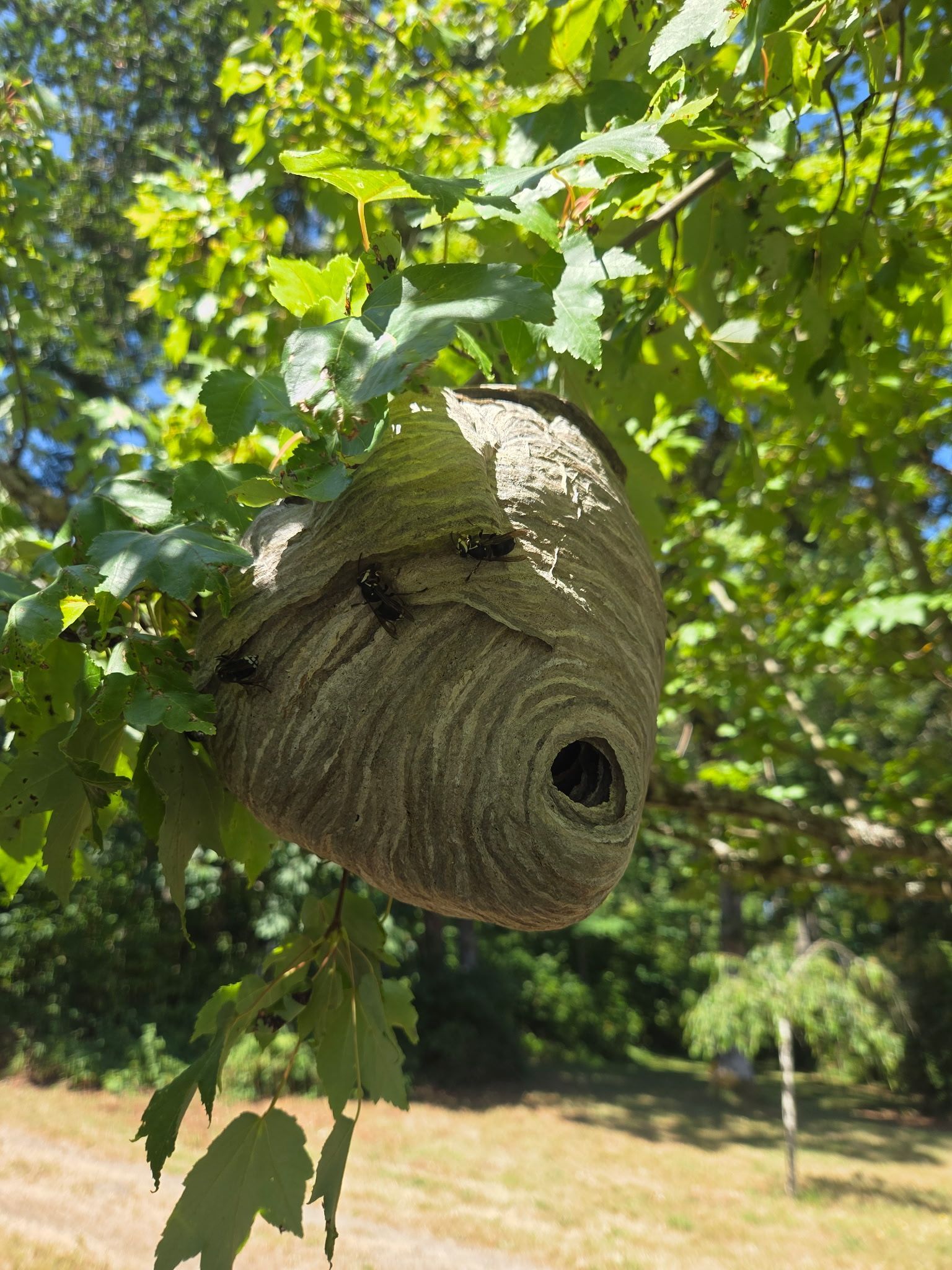 Bald face hornet nest hanging on a tree branch with hornets otuside guarding the nest