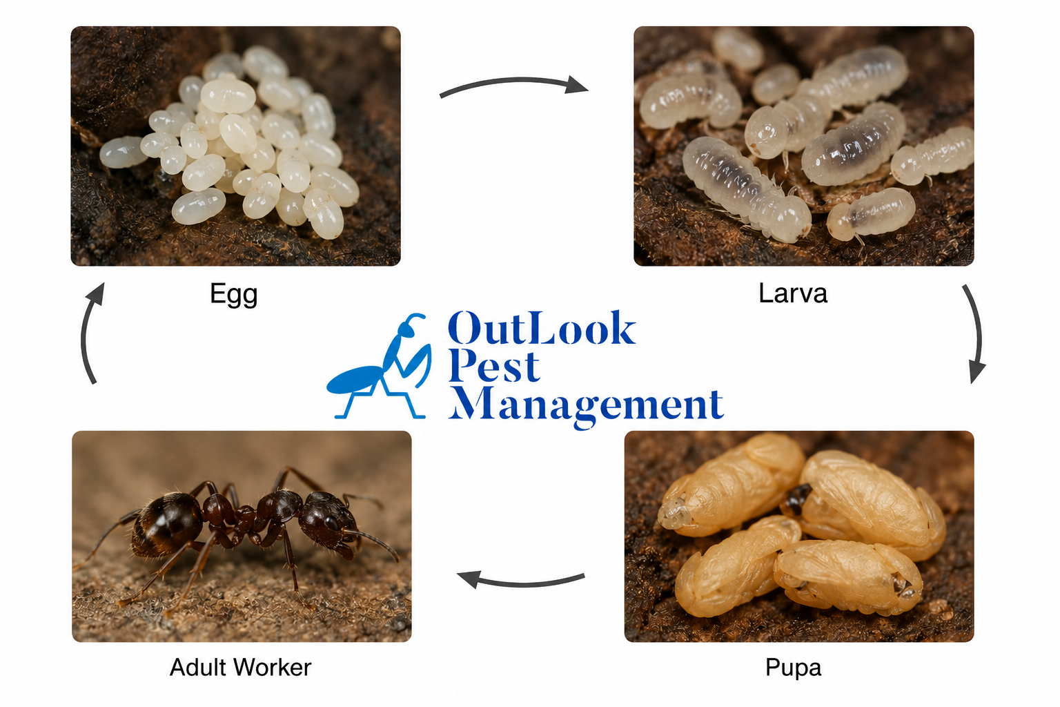 OutLook Pest Management ant life cycle