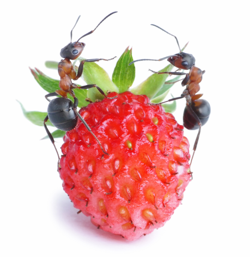Close-up photo of two ants on a strawberry.