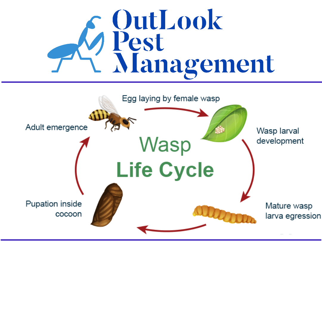 Ant life cycle