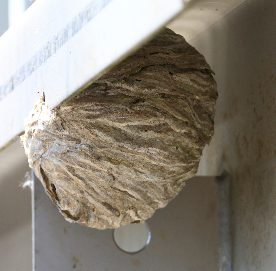 Wasp nest on a metal frame.
