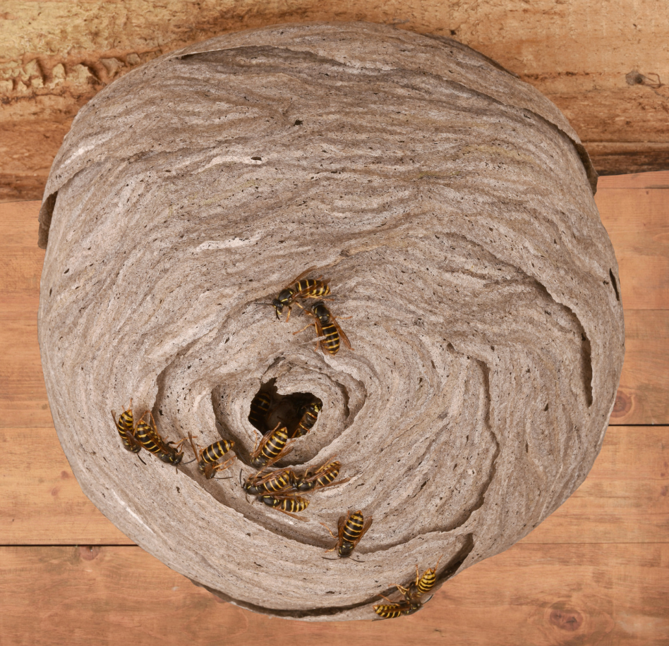 Wasp nest with visible wasps.