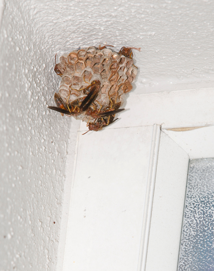Wasps building a nest at a residential home under a window overhang.