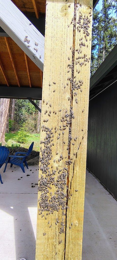 Boxedler bugs on home back porch pole