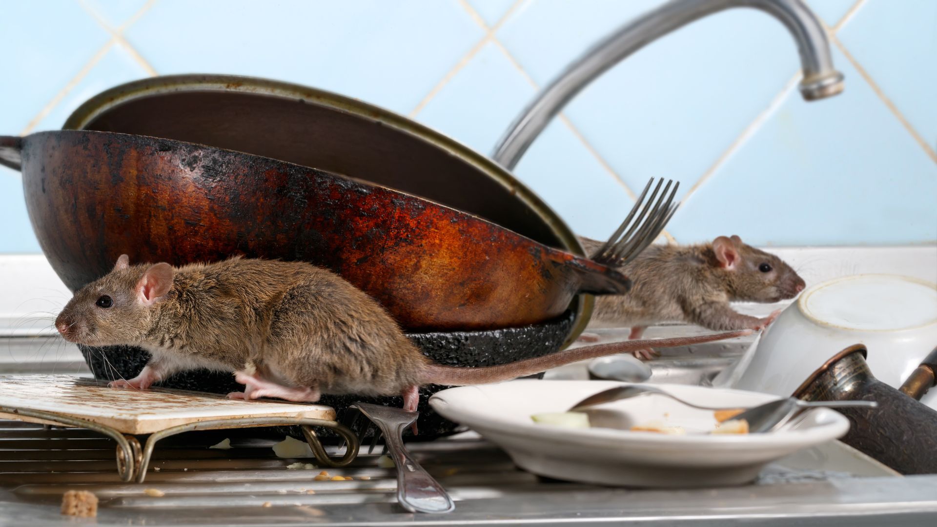 Rats runing inside kitchen at a Silverton, Oregon home
