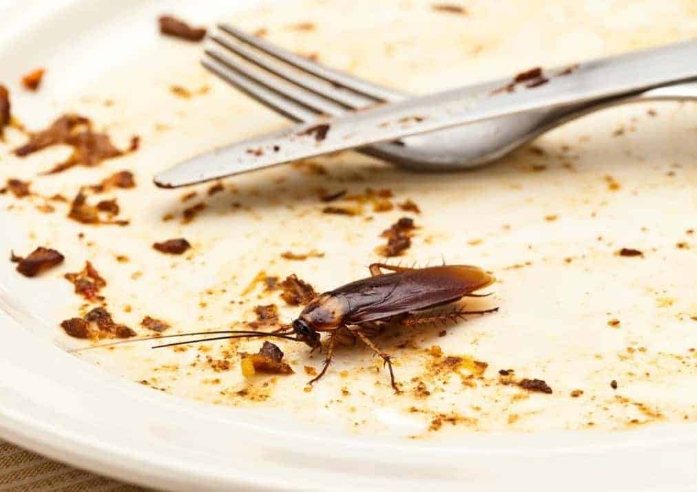 OutLook Pest Management cockroach services OutLook Pest Management provides customized services for both residential and commercial clients, focusing on pest control, eradication, and preventative measures to avoid future infestations.