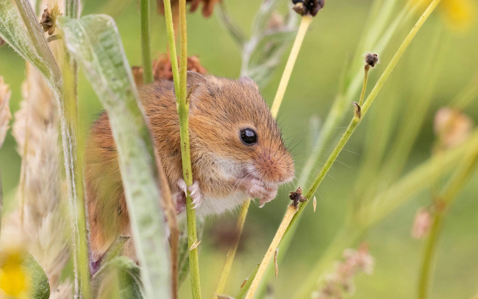 Field mouse standing on grasses feeding