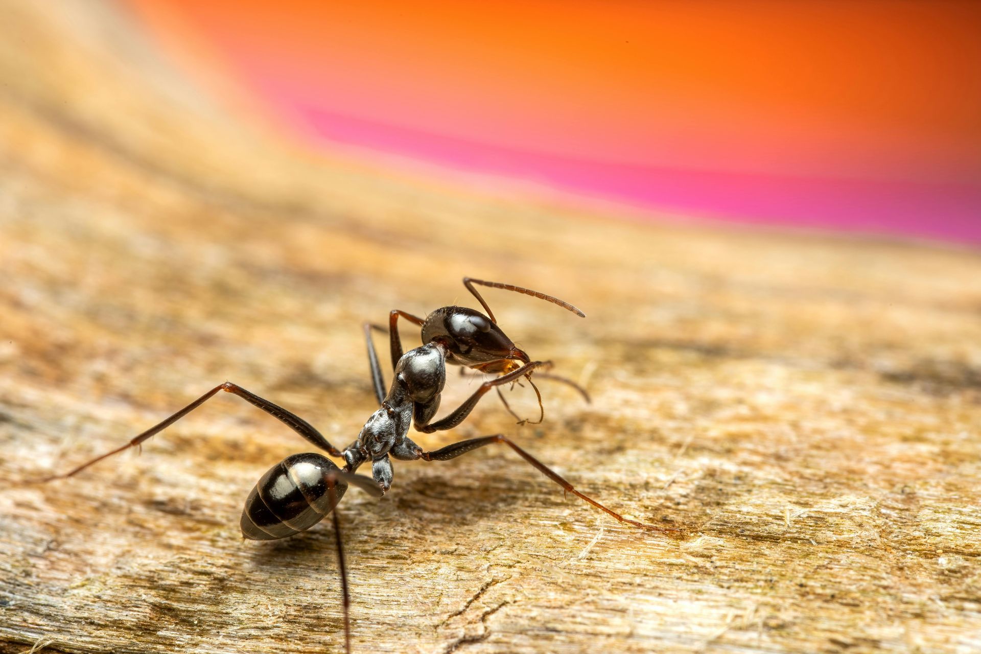 Ant in Dallas Oregon