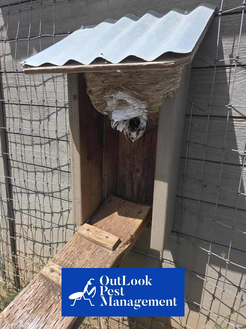 Yellow jacket nest found on property structure—call OutLook Pest Management for expert wasp removal in Salem, Canby, Hillsboro, Gresham, and Portland. Large active yellow jacket nest inside a wooden animal shelter near fencing, requiring professional removal by OutLook Pest Management in Canby, Salem, Hillsboro, Gresham, and Portland Oregon.