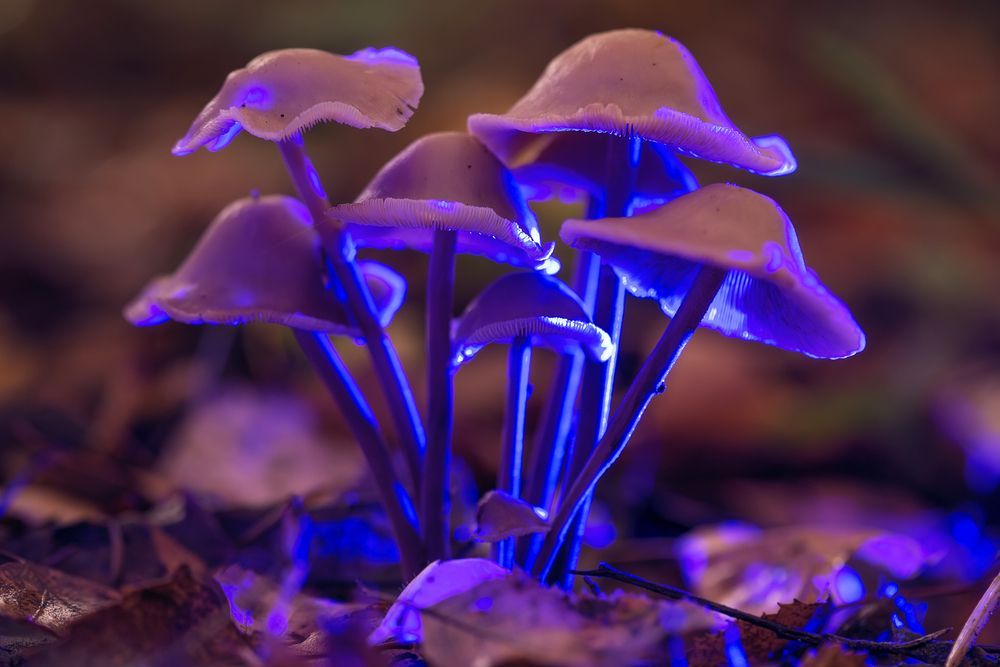 Natural hallucinogens