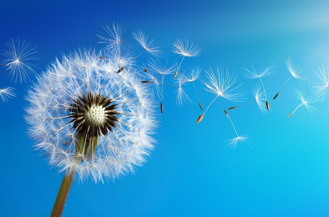 Pusteblume