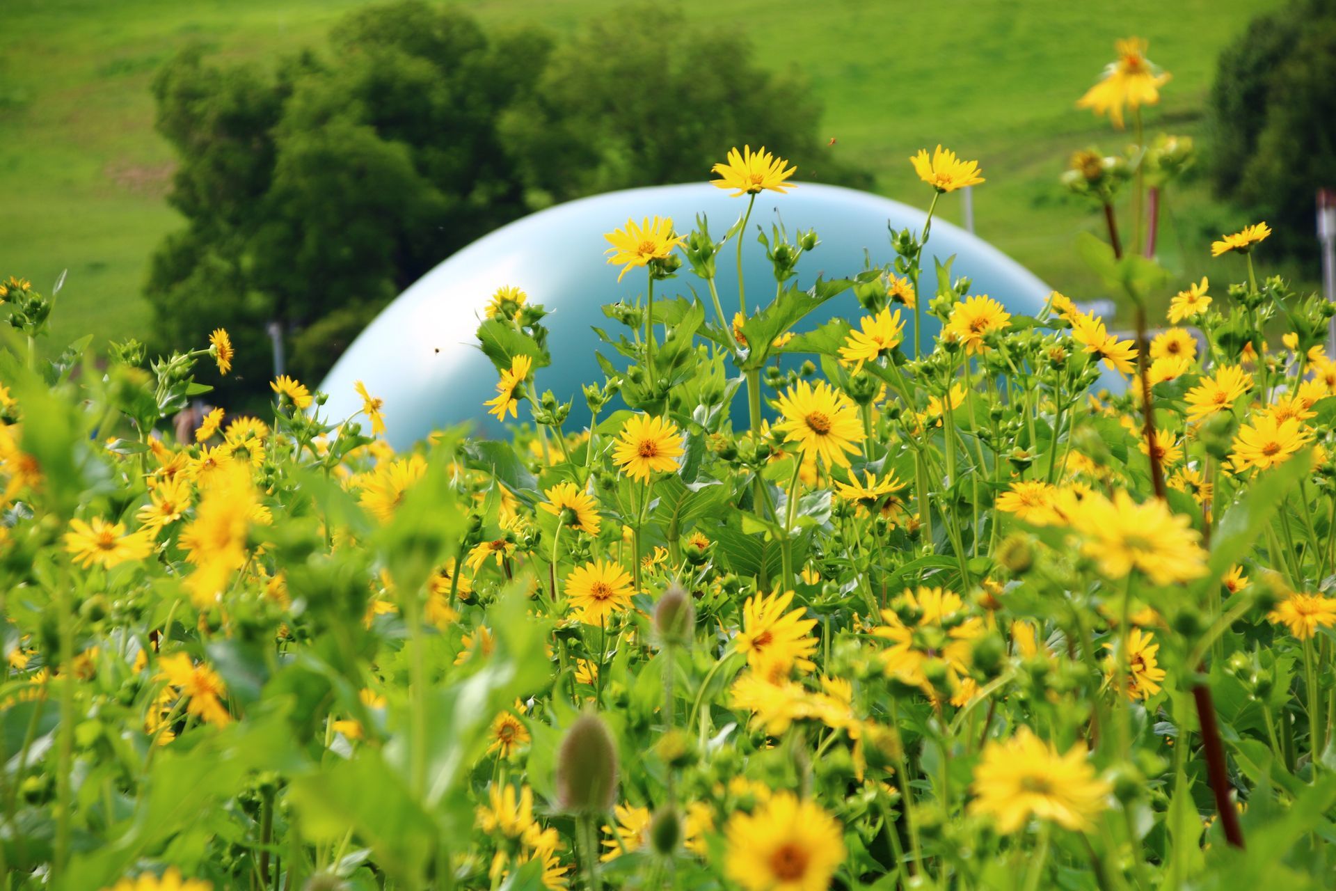 Ein Feld gelber Blumen mit einem blauen Objekt im Hintergrund.