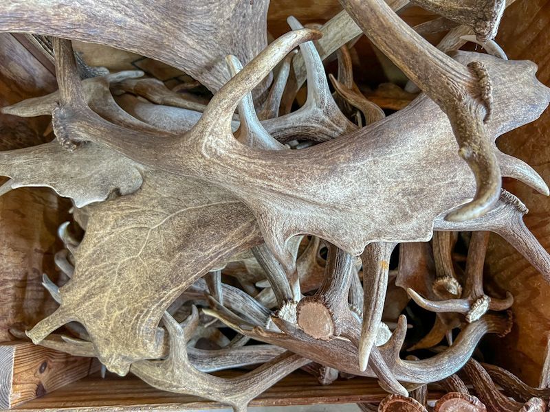 Pile of weathered moose antlers.