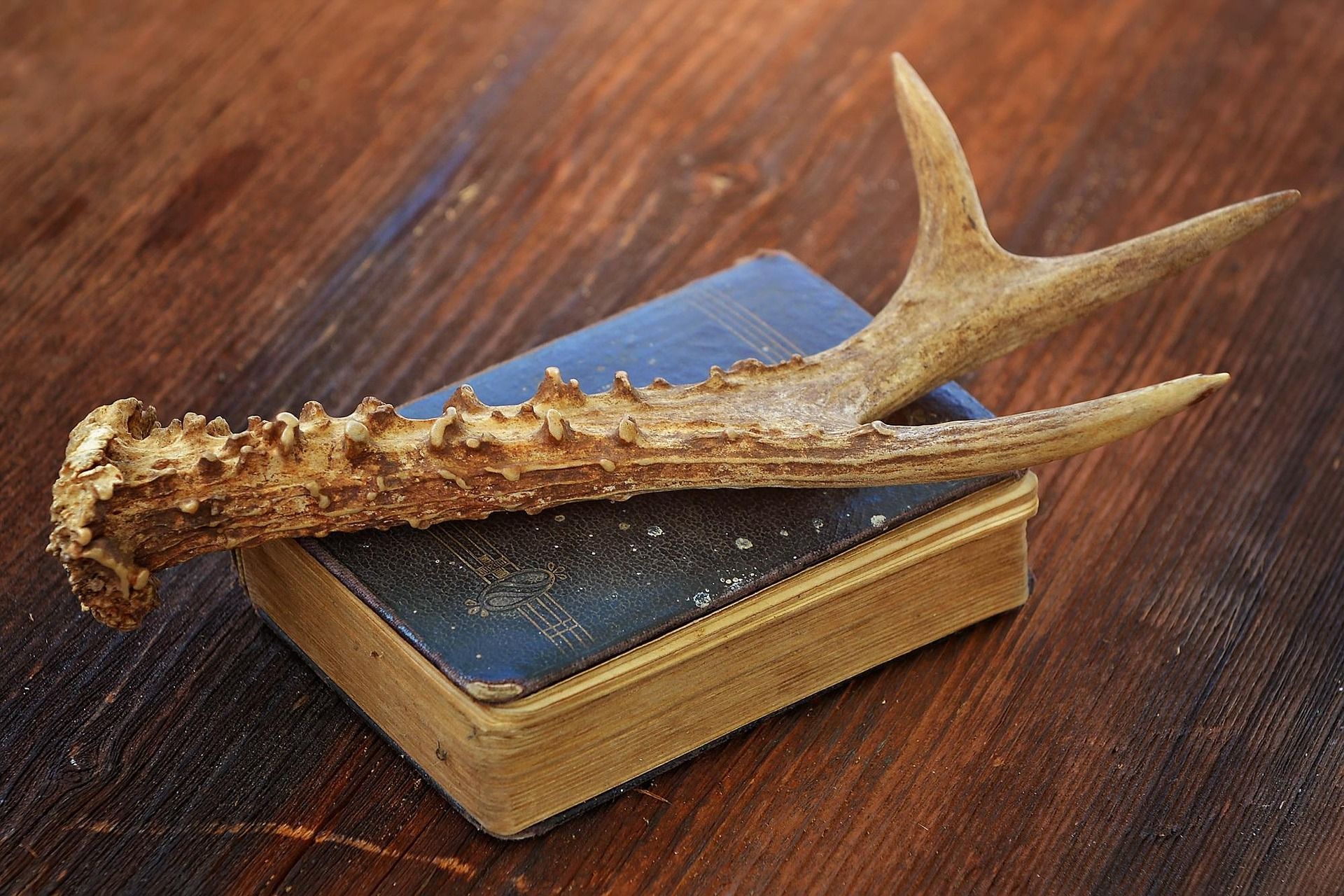 Antler resting on an old book on a wooden table.