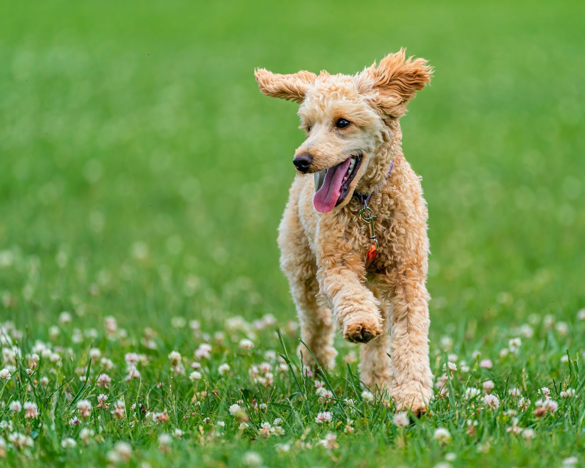 Curly tan dog running through a green field with tongue out and ears flapping