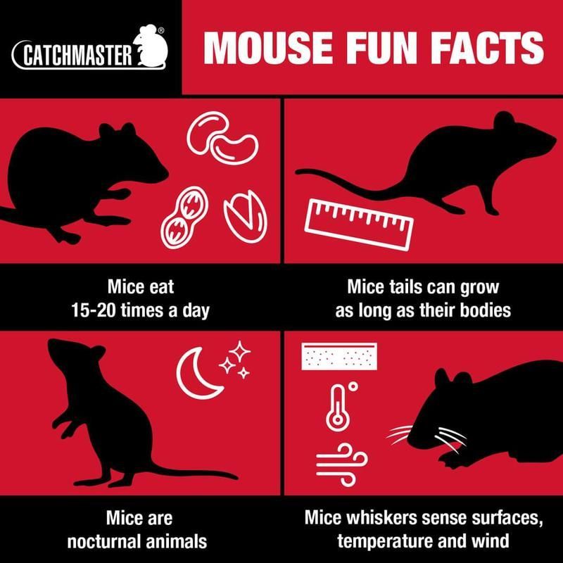 A poster that says mouse fun facts on it