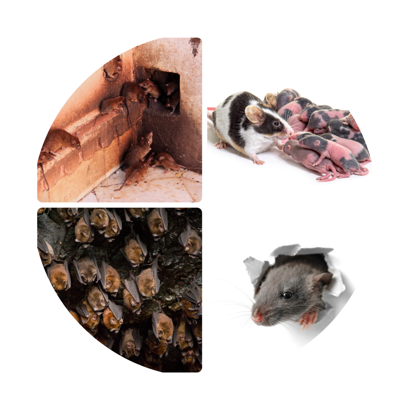 A collage of four pictures of different types of mice