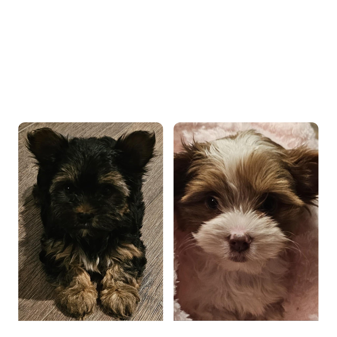 Two puppies are laying next to each other on the floor.