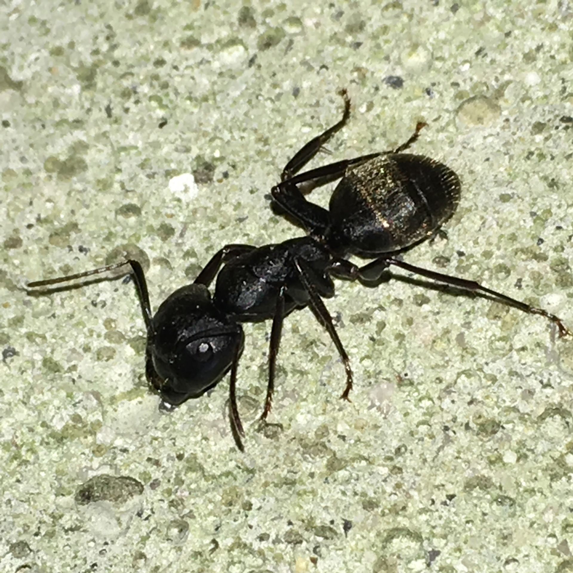A black ant is crawling on a concrete surface.