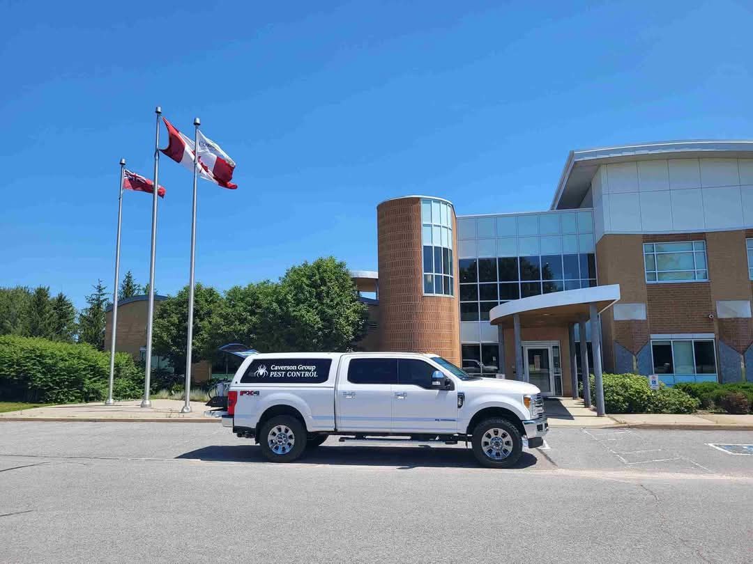 A white truck is parked in front of a building.