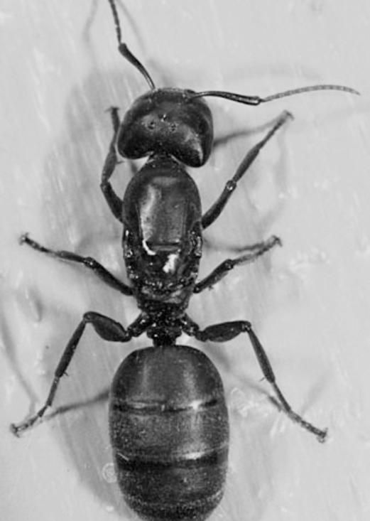 A black and white photo of an ant on a white surface.