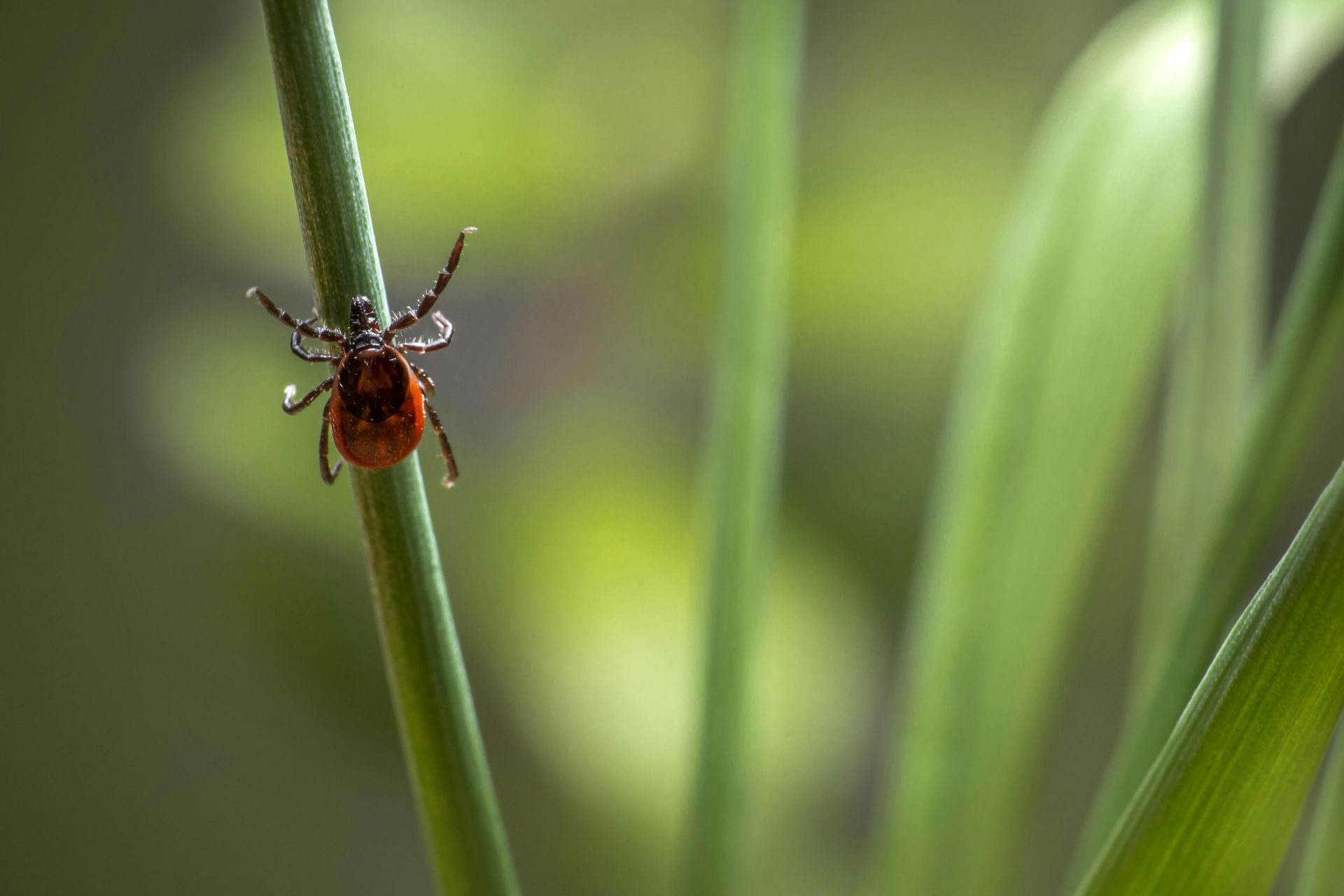 A close up of a tick on a plant stem.