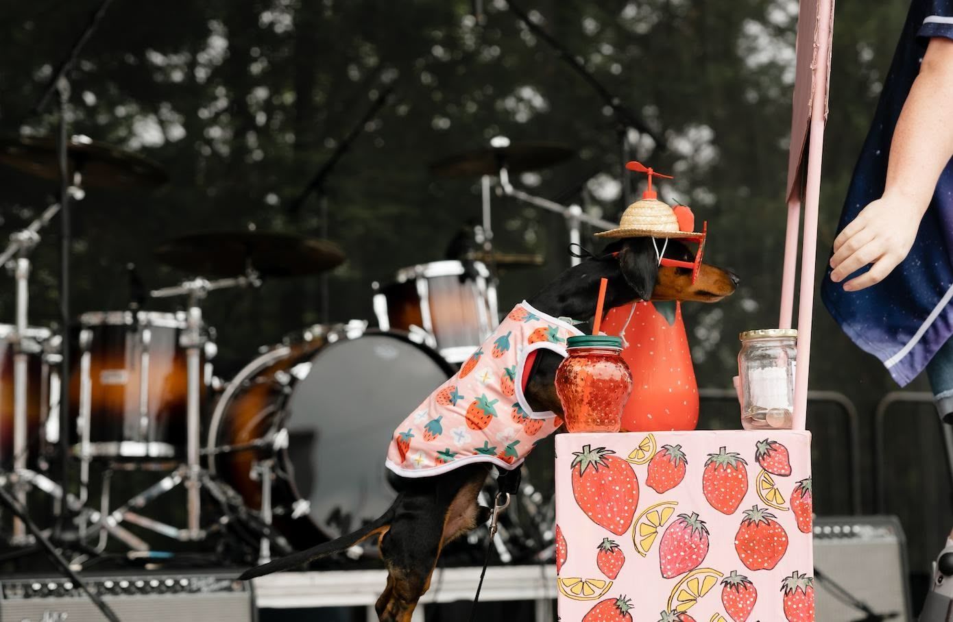 A dog wearing a strawberry-patterned shirt and a prop hat stands at a strawberry-themed lemonade stand on a drum stage.