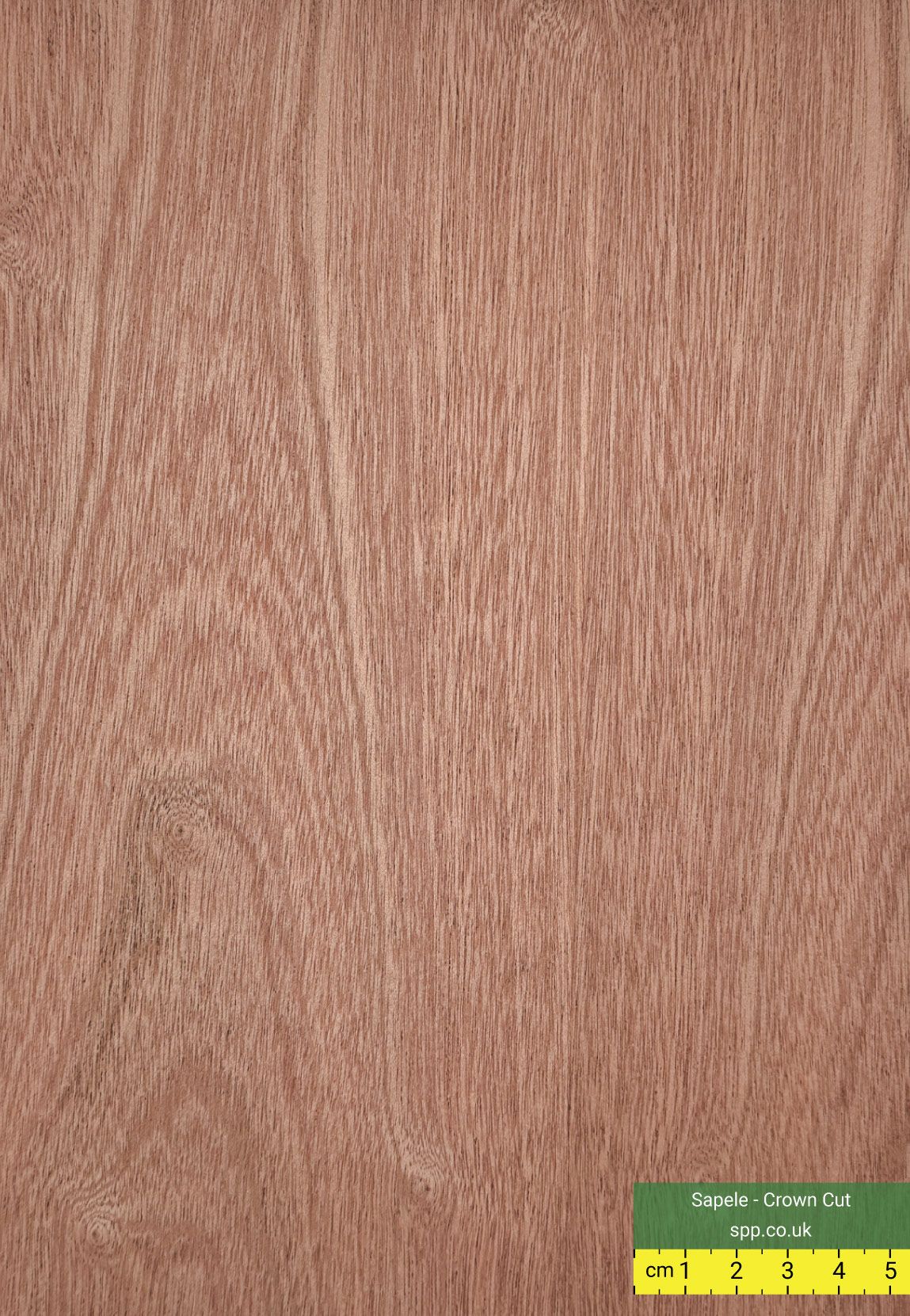 Sapele Crown Cut Veneered Plywood