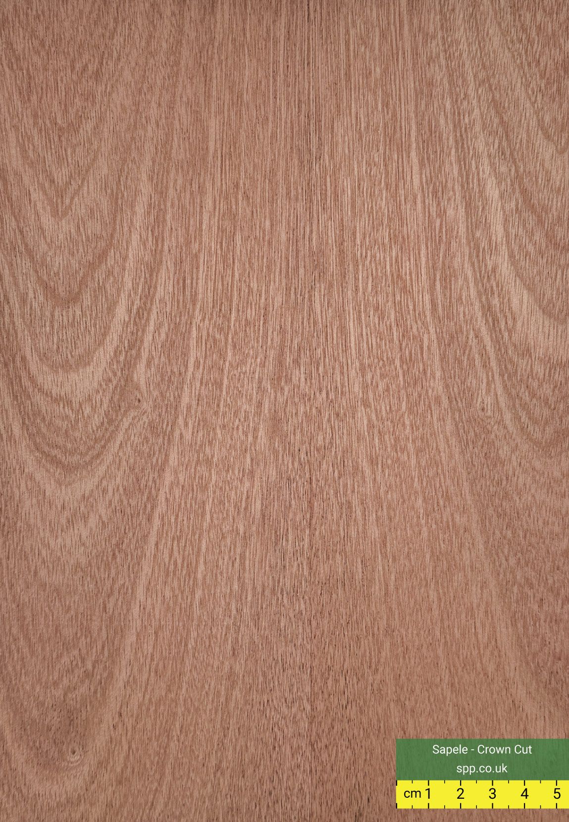 Sapele Crown Cut Veneered Plywood